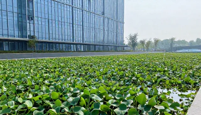 水生植物品种选择的适用条件分析